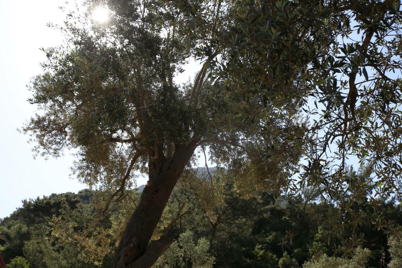Artolive Datça Dış mekan fotoğraf